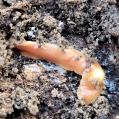 Australoplana alba at Molonglo Valley, ACT - 13 Jul 2022