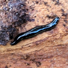 Parakontikia ventrolineata (Stripe-bellied flatworm) at Cook, ACT - 13 Jul 2022 by trevorpreston