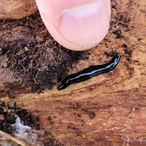 Parakontikia ventrolineata at Cook, ACT - 13 Jul 2022 01:51 PM