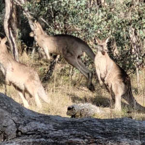 Macropus giganteus at Molonglo Valley, ACT - 13 Jul 2022