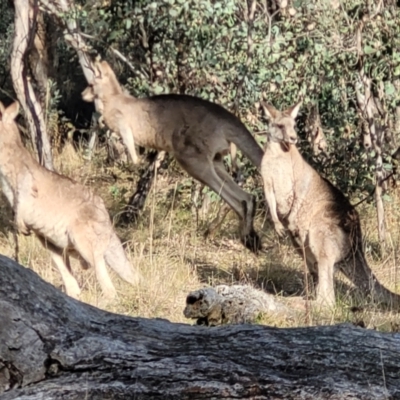 Macropus giganteus (Eastern Grey Kangaroo) at Molonglo Valley, ACT - 13 Jul 2022 by trevorpreston