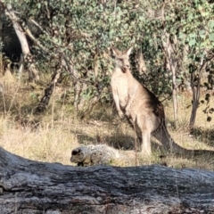 Macropus giganteus at Molonglo Valley, ACT - 13 Jul 2022