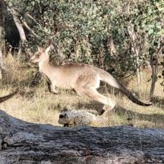 Macropus giganteus at Molonglo Valley, ACT - 13 Jul 2022