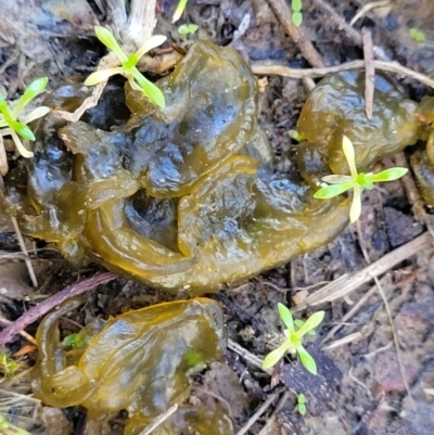 Nostoc sp. (genus) (A cyanobacterium) at Aranda Bushland - 13 Jul 2022 by trevorpreston