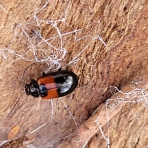 Monolepta minima at Cook, ACT - 13 Jul 2022