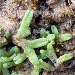 Riccia subbifurca (Liverwort) at Molonglo Valley, ACT - 13 Jul 2022 by trevorpreston