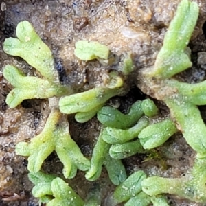 Riccia subbifurca at Molonglo Valley, ACT - 13 Jul 2022