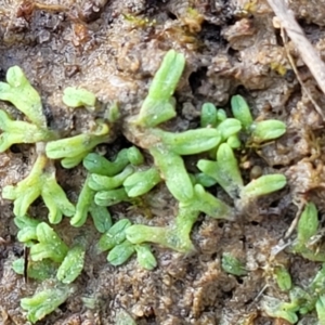 Riccia subbifurca at Molonglo Valley, ACT - 13 Jul 2022