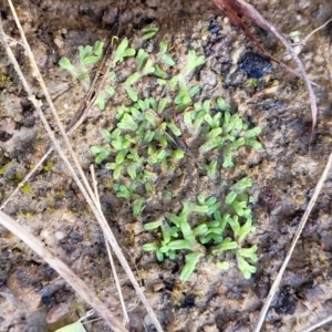 Riccia subbifurca at Molonglo Valley, ACT - 13 Jul 2022