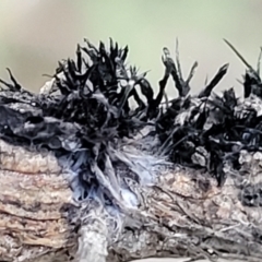 Septobasidium clelandii [Harpographium state] at Molonglo Valley, ACT - 13 Jul 2022 02:35 PM