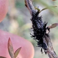 Septobasidium clelandii [Harpographium state] at Molonglo Valley, ACT - 13 Jul 2022 02:35 PM