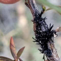 Septobasidium clelandii [Harpographium state] at Molonglo Valley, ACT - 13 Jul 2022