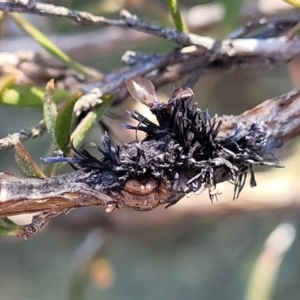 Septobasidium clelandii [Harpographium state] at Molonglo Valley, ACT - 13 Jul 2022