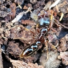 Amblyopone sp. (genus) (Slow ant) at Cook, ACT - 13 Jul 2022 by trevorpreston