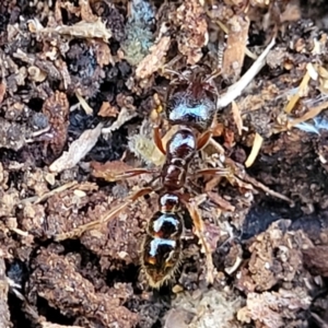 Amblyopone sp. (genus) at Cook, ACT - 13 Jul 2022