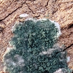 Trichoderma 'green fluffy' at Cook, ACT - 13 Jul 2022 01:49 PM