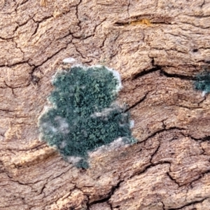 Trichoderma 'green fluffy' at Cook, ACT - 13 Jul 2022 01:49 PM