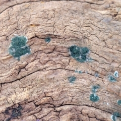 Trichoderma 'green fluffy' at Cook, ACT - 13 Jul 2022 01:49 PM