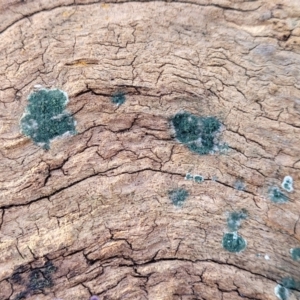 Trichoderma 'green fluffy' at Cook, ACT - 13 Jul 2022 01:49 PM