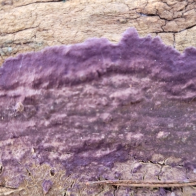 Phlebiopsis crassa (A corticioid or paint fungi) at Mount Painter - 13 Jul 2022 by trevorpreston