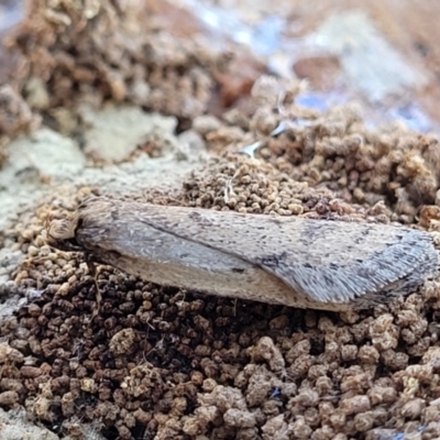 Ericrypsina chorodoxa (A Chezela group moth) at Mount Painter - 13 Jul 2022 by trevorpreston