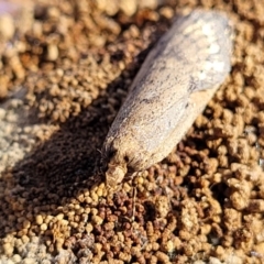 Ericrypsina chorodoxa at Cook, ACT - 13 Jul 2022