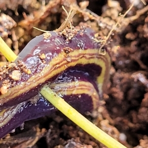 Caenoplana bicolor at Cook, ACT - 13 Jul 2022