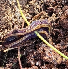 Caenoplana bicolor at Cook, ACT - 13 Jul 2022 01:45 PM