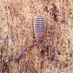 Conicochernes sp. (genus) (Chernetid Pseudoscorpion) at Mount Painter - 13 Jul 2022 by trevorpreston