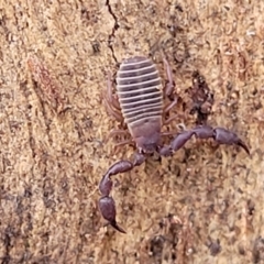 Conicochernes sp. (genus) at Cook, ACT - 13 Jul 2022 01:36 PM