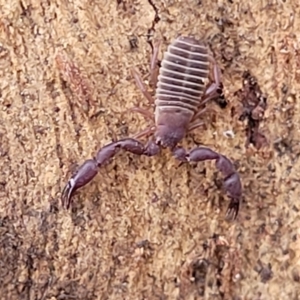 Conicochernes sp. (genus) at Cook, ACT - 13 Jul 2022