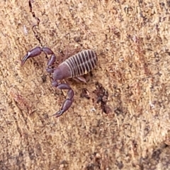 Conicochernes sp. (genus) at Cook, ACT - 13 Jul 2022 01:36 PM