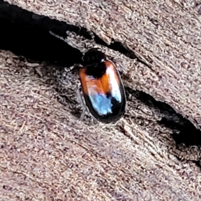 Monolepta minima (Leaf beetle) at Mount Painter - 13 Jul 2022 by trevorpreston