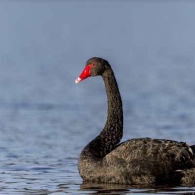 Cygnus atratus (Black Swan) at Bethungra, NSW - 10 Jul 2022 by trevsci