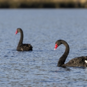 Cygnus atratus at Bethungra, NSW - 11 Jul 2022