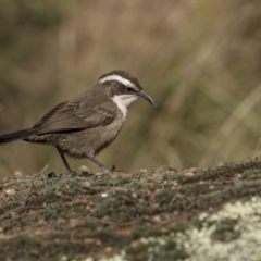 Pomatostomus superciliosus (White-browed Babbler) at Bethungra, NSW - 11 Jul 2022 by trevsci