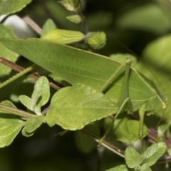 Caedicia simplex (Common Garden Katydid) at Higgins, ACT - 26 Feb 2022 by AlisonMilton