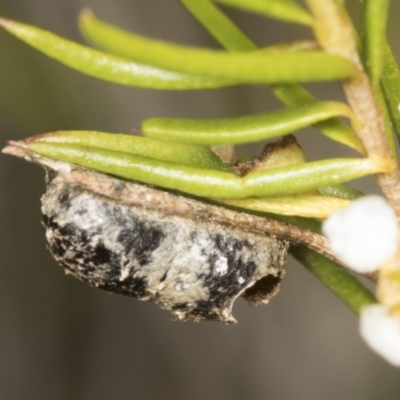 Unidentified Moth (Lepidoptera) at Acton, ACT - 4 Feb 2022 by AlisonMilton