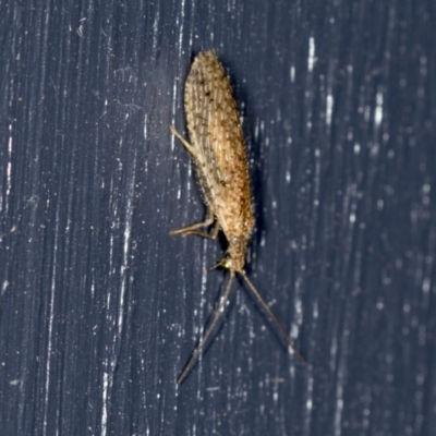 Micromus tasmaniae (Tasmanian Brown Lacewing) at Higgins, ACT - 17 Feb 2022 by AlisonMilton