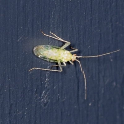 Miridae (family) (Unidentified plant bug) at Higgins, ACT - 18 Feb 2022 by AlisonMilton