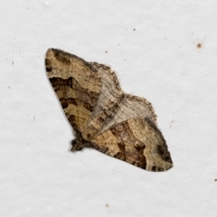 Epyaxa sodaliata (Sodaliata Moth, Clover Moth) at Higgins, ACT - 17 Feb 2022 by AlisonMilton