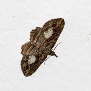 Chloroclystis filata at Higgins, ACT - 18 Feb 2022