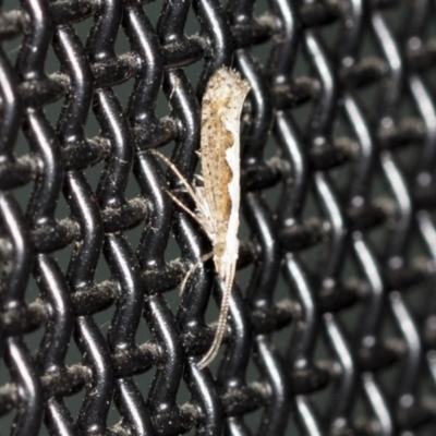 Dialectica scalariella/aemula (Echium Leaf Miners) at Higgins, ACT - 18 Feb 2022 by AlisonMilton