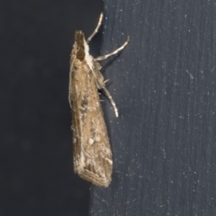 Eudonia cleodoralis (A Crambid moth) at Higgins, ACT - 1 Mar 2022 by AlisonMilton