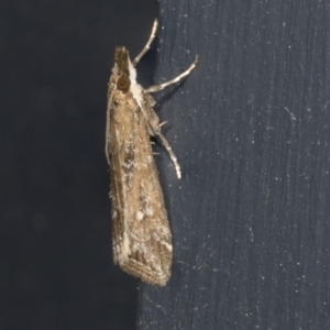 Eudonia cleodoralis at Higgins, ACT - 2 Mar 2022