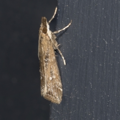 Eudonia cleodoralis (A Crambid moth) at Higgins, ACT - 2 Mar 2022 by AlisonMilton