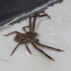 Thomisidae (family) (Unidentified Crab spider or Flower spider) at Higgins, ACT - 26 Apr 2022 by AlisonMilton