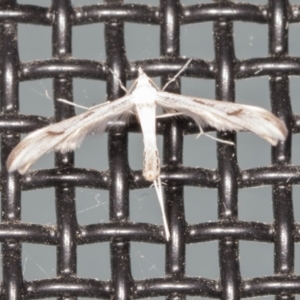 Platyptilia celidotus at Higgins, ACT - 26 Apr 2022