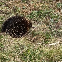 Tachyglossus aculeatus (Short-beaked Echidna) at Hughes, ACT - 13 Jul 2022 by KL