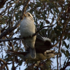 Dacelo novaeguineae (Laughing Kookaburra) at Ainslie, ACT - 13 Jul 2022 by jb2602